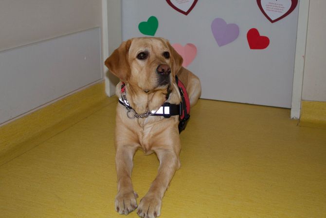Terapijski pas labradorka Katka