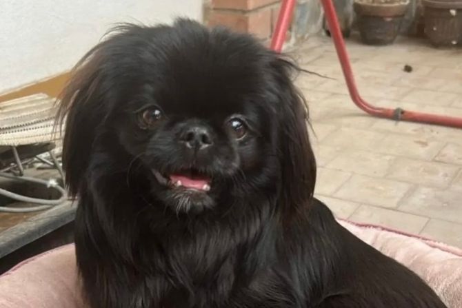 Pekinezer i dva šteneta Niš