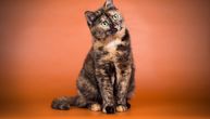 Od milošte je zovu tortituda: Samo jedna od 3.000 mačaka ovakvog krzna može biti mužjak, ali to nije dobro