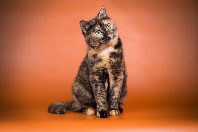 Mačka kornjačevina