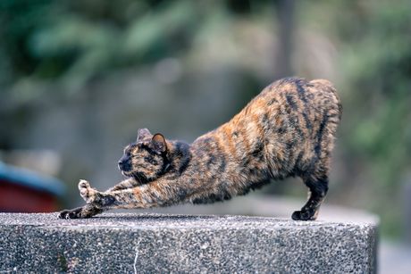 Mačka kornjačevina