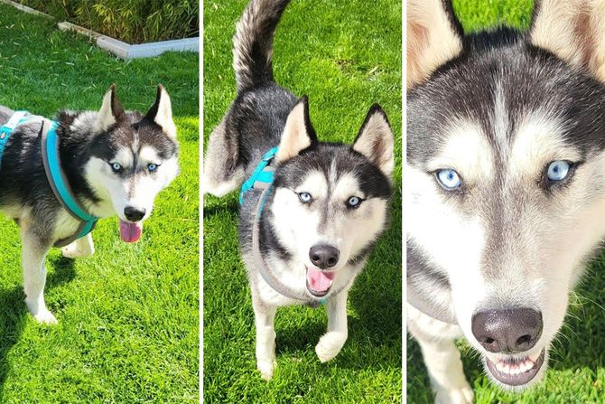 Sibirski haski Rio udomljavanje