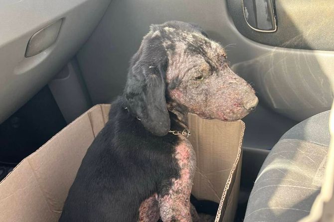 Napušten pas sa demodeksom Kačarevo