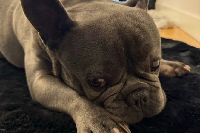 Francuski buldog Balu