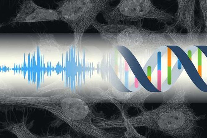 ćelije reaguju na zvuk