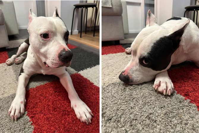 Pas pronađen blok 70 Novi Beograd