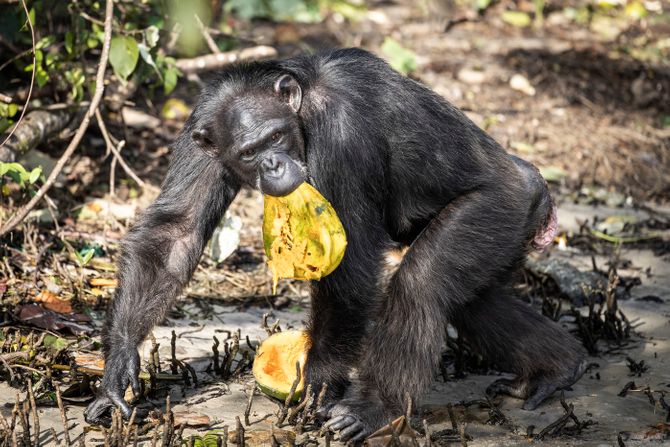 Šimpanza