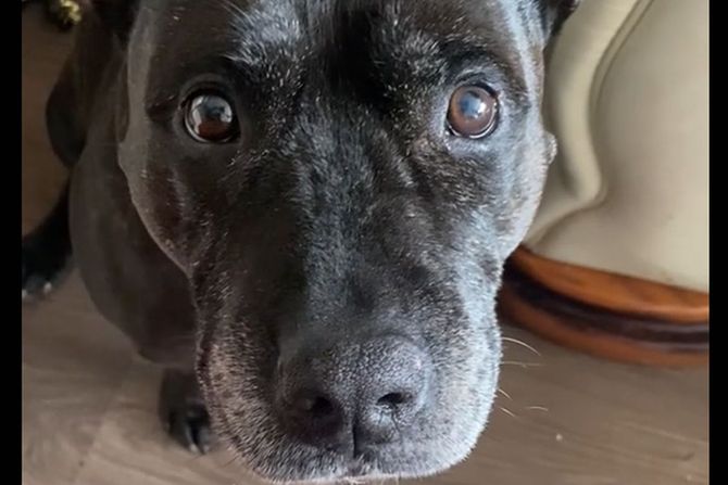 Pas sa tragovima ljudskih ugriza na glavi