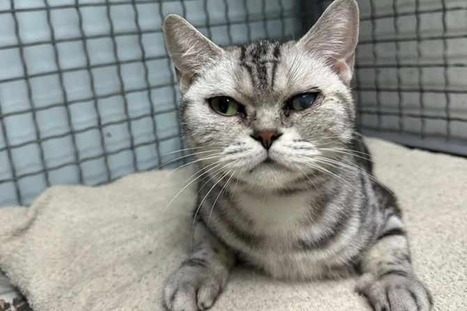 Britanska kratkodlaka mačka udomljavanje