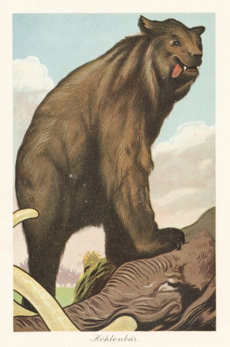 Pećinski medved ili Ursus spelaeus