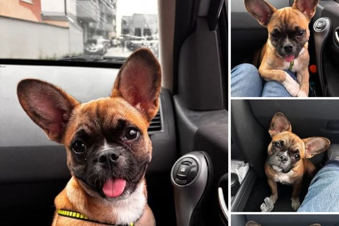 Pas mešanac francuskog buldoga