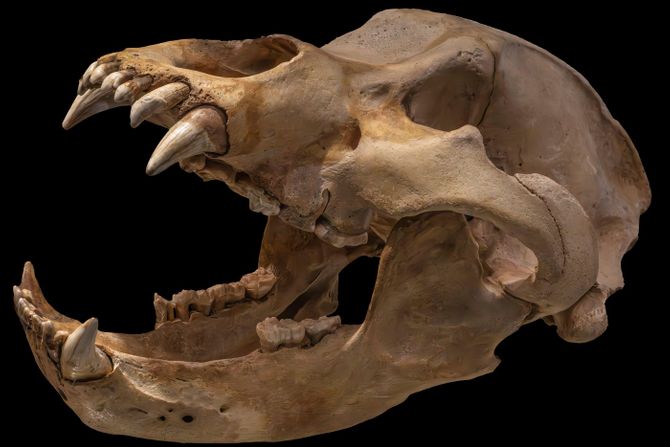 Pećinski medved ili Ursus spelaeus