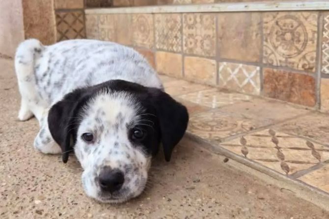 Pas iz Beograda udomljavanje