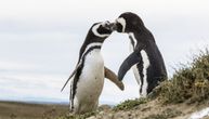 Cena jeftine sardine na tanjiru: Industrijski ribolov doveo afričke pingvine na ivicu istrebljenja