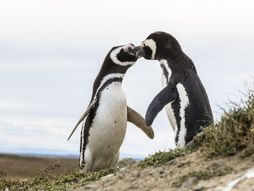 Pingvini poljubac