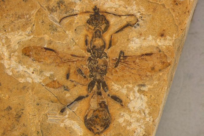 Pakleni mrav, fosil