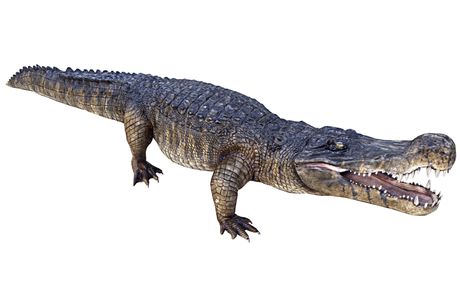 Krokodil strave, Deinosuchus