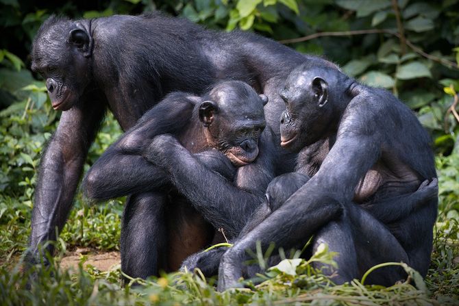 Bonobo majmuni