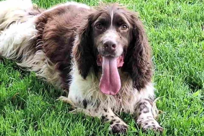 Pas Vili udomljavanje