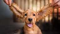 Umete li psu pravilno da očistite uši: OVAJ PREDMET vlasnici često koriste iako ne bi smeli