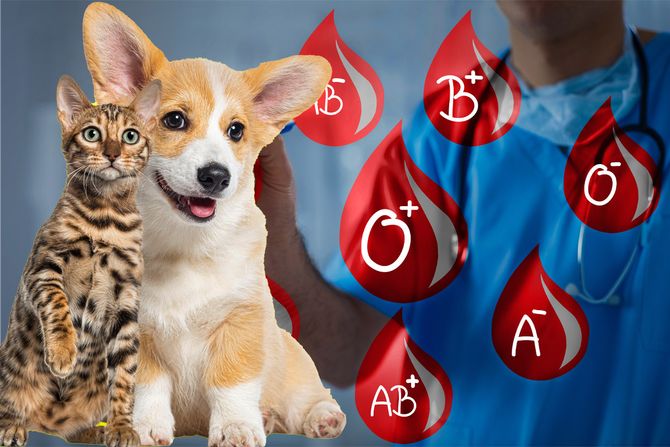 Ljubimci i krvne grupe