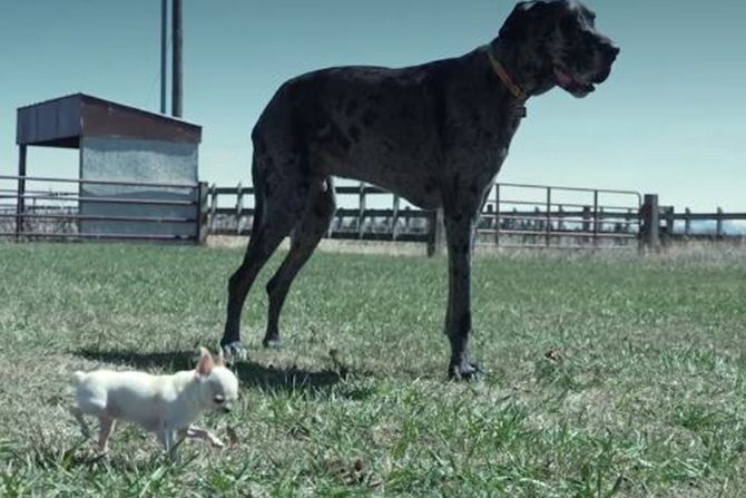 Najveci i najmanji pas na svetu