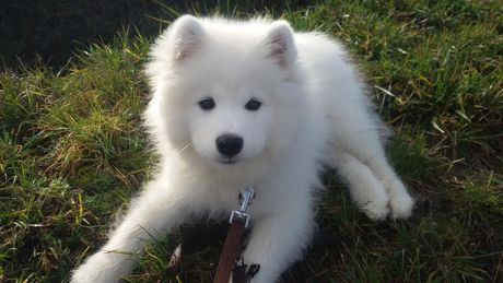 Pas samojed