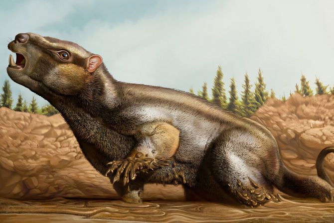 Cambelodon torrensis