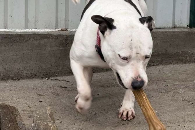 Staford ženka udomljavanje