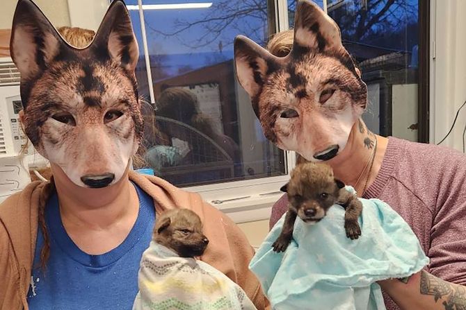 Kojoti ljudi i štenci