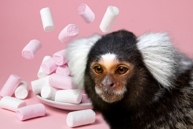 Marmozet i mančmelou