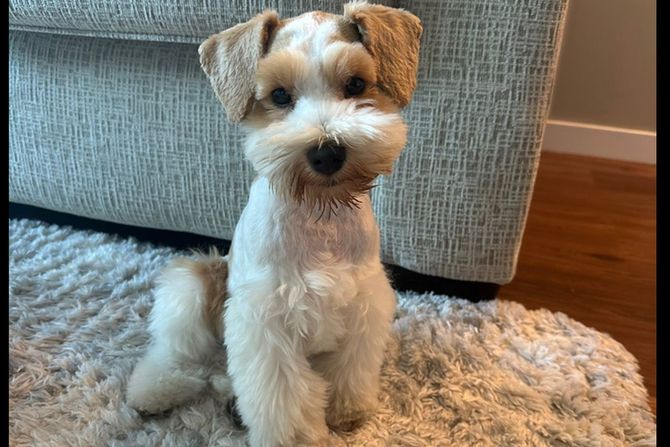 Patuljasti šnaucer Fric