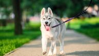Svakodnevne nedoumice vlasnika kućnih ljubimaca: 7 mitova o šetanju pasa u koje ne bi trebalo da verujete