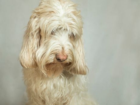 Veliki vendski grifon baset