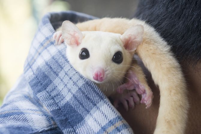 japanska leteća veverica