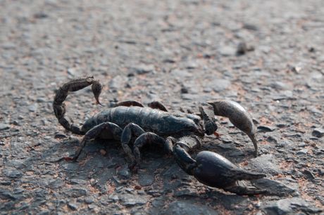 škorpija, škorpion