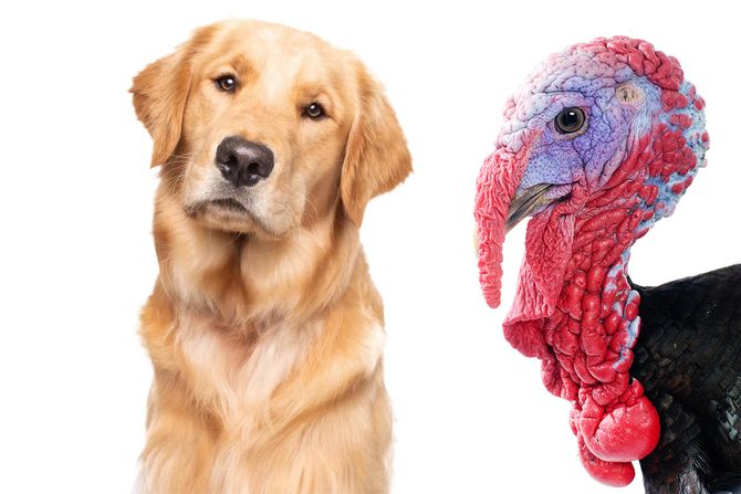 Ćurka, Zlatni retriver