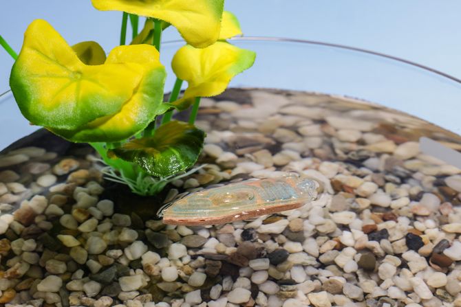 Robot od riblje hrane