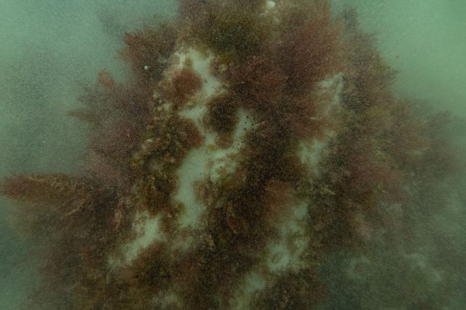 Olupina, Australija, kineski rudari