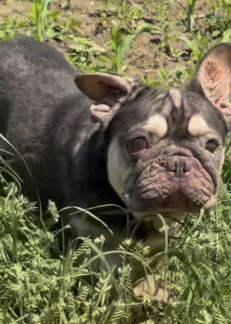 Francuski buldozi u njivi