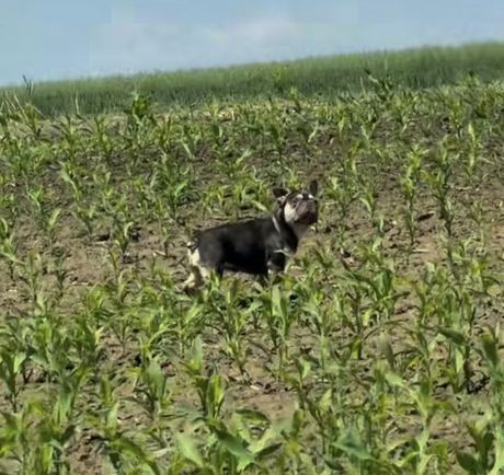 Francuski buldozi u njivi