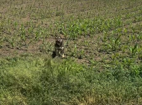 Francuski buldozi u njivi