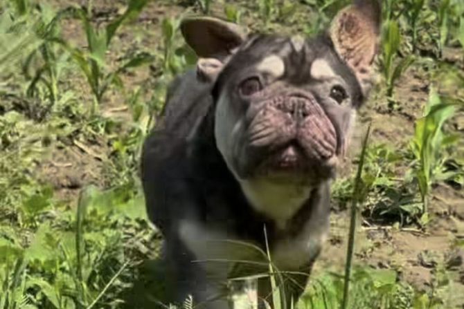 Francuski buldozi u njivi