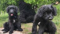 Nera i Duca, mešanke ruskog terijera i labradora, mirne, vaspitane i dobre naravi, čekaju novi dom