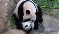 Snimak koji se viđa jednom u životu: Beba panda kinula, njena majka OVAKO REAGOVALA iz straha