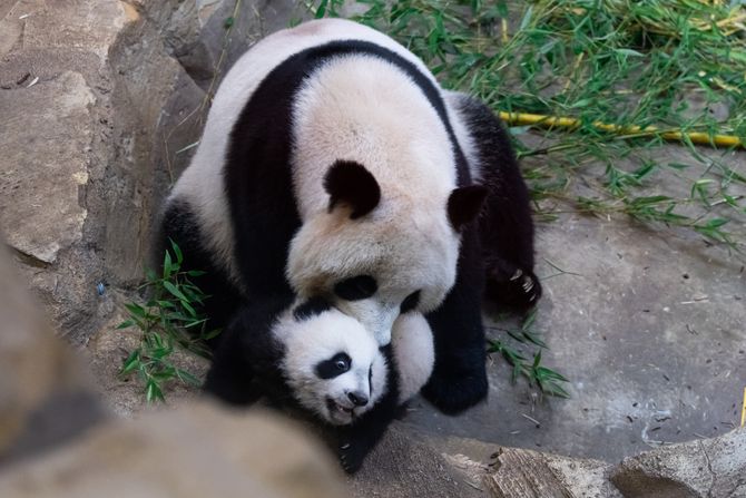 Mamam i beba panda