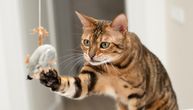 Penjanje, skakanje, prevrtanje, jurnjava, istraživanje: Koliko FIZIČKE AKTIVNOSTI je neophodno mačkama