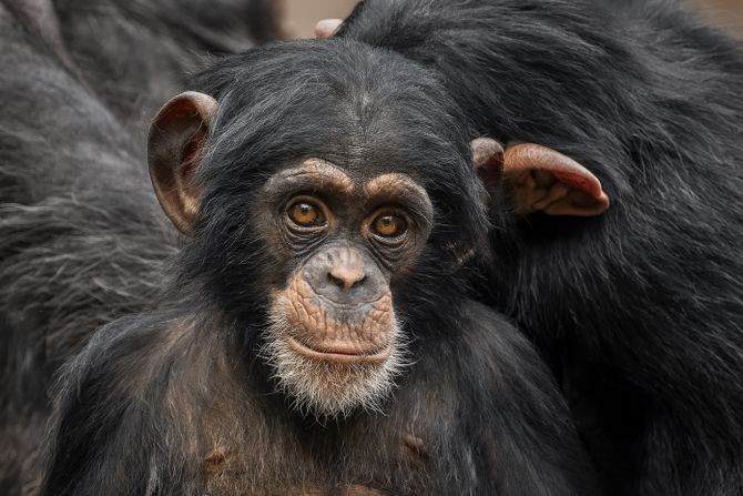 Šimpanza