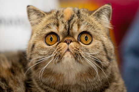 Egzotična kratkodlaka mačka