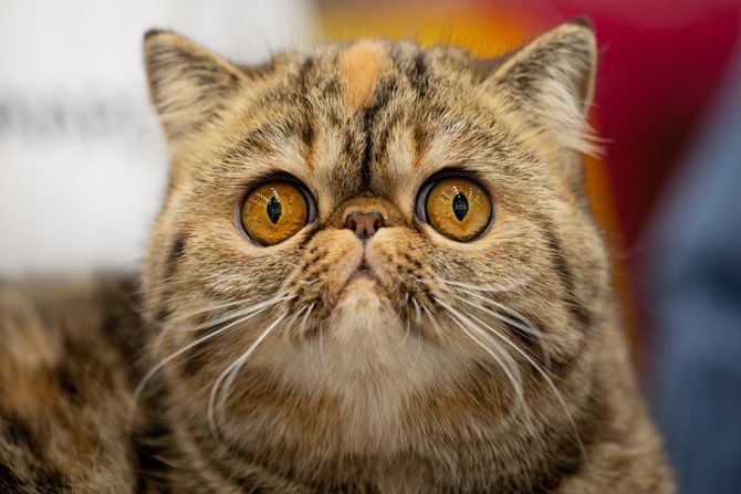 Egzotična kratkodlaka mačka